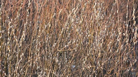 Blooming willow sways in the wind. Easter willow. Russia Easter concept Stock Footage 128079655