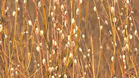 Blooming willow sways in the wind. Easter willow. Russia Easter concept Stock Footage 128079683