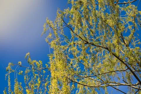 Blooming willow tree on blue background - Image Foto stock