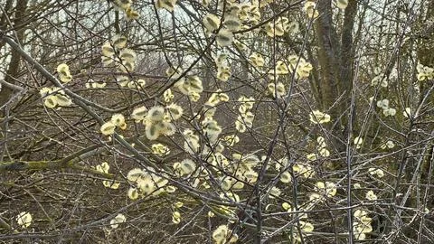 Blooming Willow Tree in Early Spring Stock Photos
