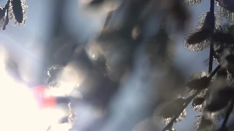 Blooming willow twigs in back light, waving in powerful wind with slow motion. Stock Footage 90217362