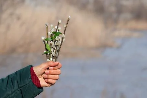 Blooming willow twigs.Spring sunny composition with willow flowers.Spring a.. Stock Photos