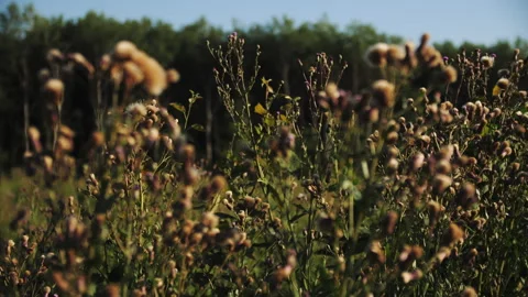 Blooming windflowers waved by light wind in meadow Stock-Footage 252917799