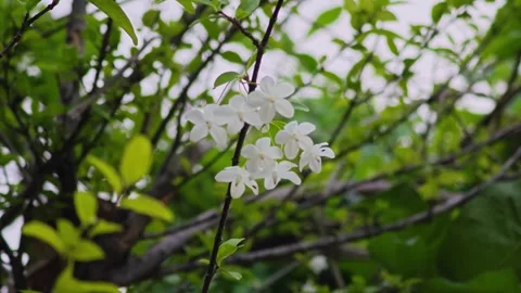 Blooming Wrightia religiosa flowers hanging on branch in the garden. Vídeo Stock 339197735