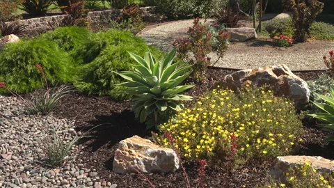 Blooming xeriscape Stock Footage 197492145