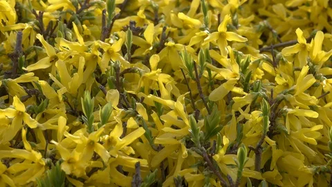 Blooming yellow bush Stock Footage 85557481