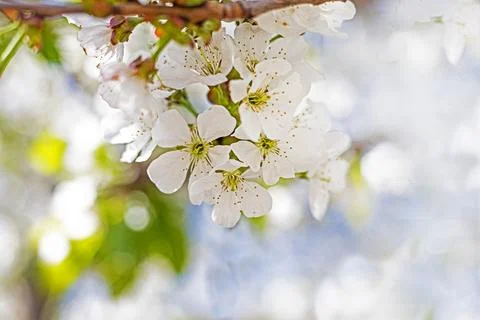 Blooming yellow cherry on a blurred background Growing and diseases of frui.. Foto stock