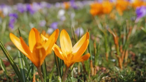 Blooming Yellow Crocus Видео 130704516