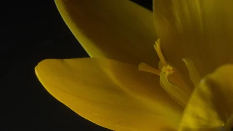 Blooming yellow crocus opening petals at black background Stock Footage 141440873