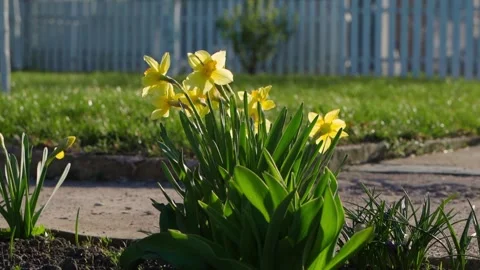 Blooming yellow crocuses in a country plot Vídeos de archivo 309814937