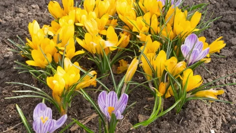 Blooming yellow crocuses Stock Footage 193700113