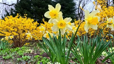 Blooming yellow daffodils against a background of yellow bushes in the gard.. Stock Footage 311200435