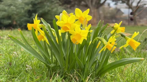 Blooming yellow daffodils and jonquils gently swaying in spring breeze. Stock Footage 334643072