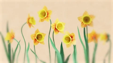 Blooming yellow daffodils opening on abstract warm pastel background, sprin.. 库存影片 339285889