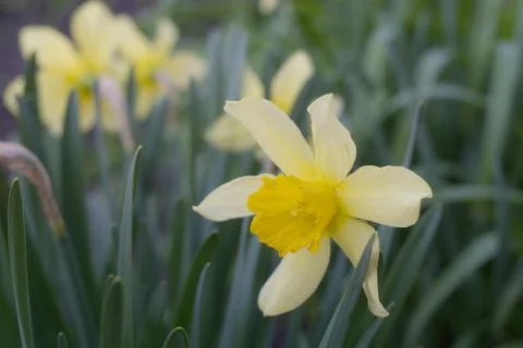Blooming yellow daffodils. Foto stock