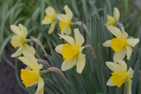 Blooming yellow daffodils. Foto stock