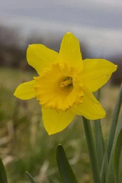 Blooming Yellow Daffodils in Spring 写真素材