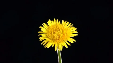 Blooming yellow dandelion time lapse. Video stock 77925545