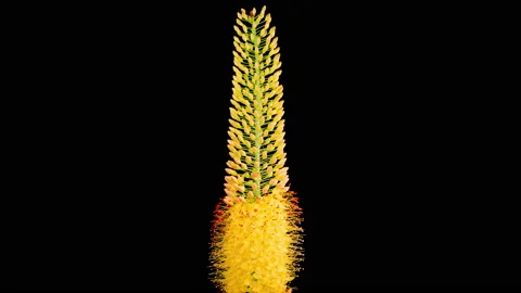 Blooming Yellow Eremurus Flower Video stock 206782021