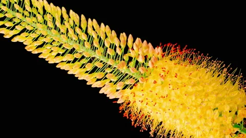 Blooming Yellow Eremurus Flower 動画素材 210492794
