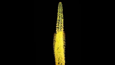 Blooming Yellow Eremurus Flower Stock Footage 250802133