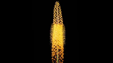 Blooming Yellow Eremurus Flower Stock Footage 313533904