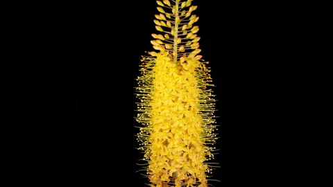 Blooming Yellow Eremurus Flower Stock Footage 322124663