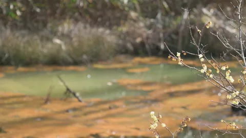 Blooming yellow flower buds on a tree with a bog in the background. Spring time Stock Footage 171508662