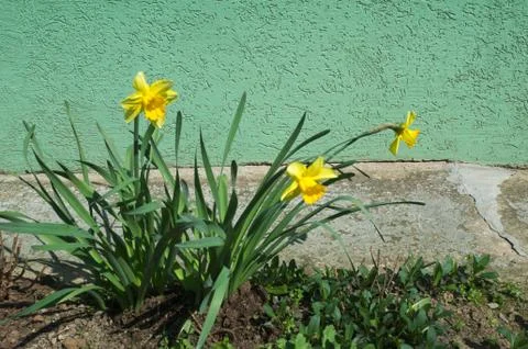 Blooming yellow flower at spring Stock Photos