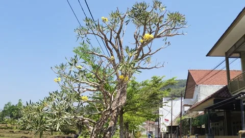 Blooming yellow flower tree against clear blue sky in daylight Stock Footage 346485099