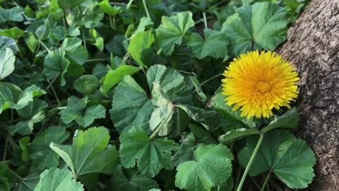 Blooming yellow flower by the tree Video stock 146992888