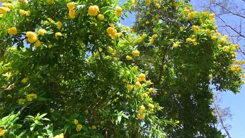 Blooming Yellow Flower Tree Under a Clear Blue Sky Video stock 340277477
