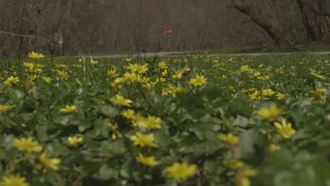 Blooming yellow flowers Stock Footage 88433618