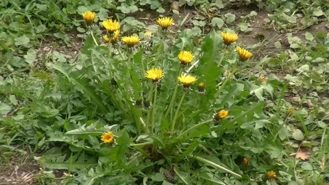 Blooming yellow flowers Stock Footage 223714390