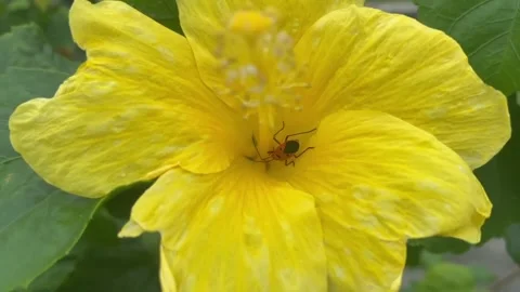 Blooming yellow flowers Stock Footage 276283652