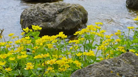 Blooming yellow flowers at riverside. Stock Footage 154308533