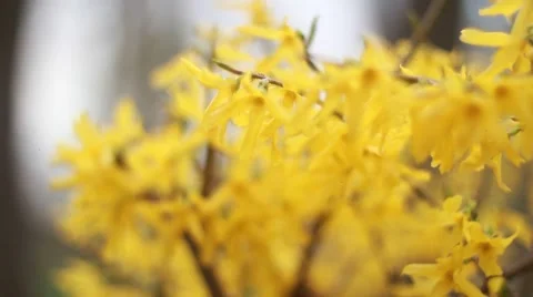 Blooming yellow flowers, spring Stock Footage 49735017