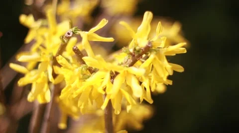 Blooming yellow flowers, spring Stock Footage 49735057
