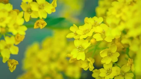 Blooming yellow flowers in spring forest waving in the wind Stock Footage 50467366