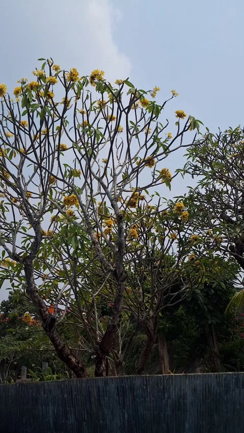 Blooming Yellow Frangipani Tree Branches Against Clear Sky Stock Footage 342958444