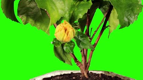 Blooming yellow Hibiscus flower buds green screen, (Hibiscus Valencia) Stock Footage 59141431