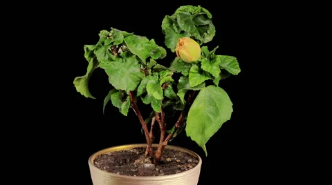 Blooming yellow Hibiscus flower buds ALPHA matte, (Hibiscus Valencia) Stock Footage 59141470