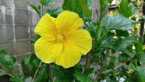 A blooming yellow hibiscus Stock Footage 265036313