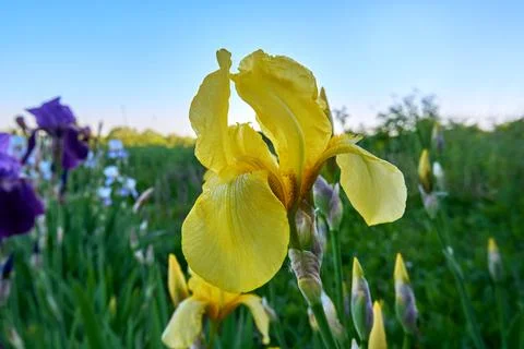 Blooming yellow iris close-up Foto stock