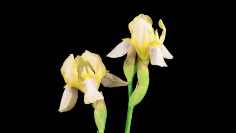 Blooming Yellow Iris Flower 库存影片 338346937