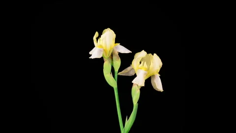 Blooming Yellow Iris Flower Stock Footage 340152325