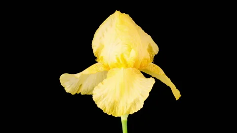 Blooming Yellow Iris Flower Stock Footage 341876568