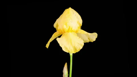Blooming Yellow Iris Flower Vídeo Stock 343405031