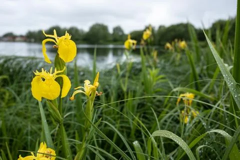 Blooming yellow iris pseudacorus among the greenery on the shore of the res.. Stock Photos