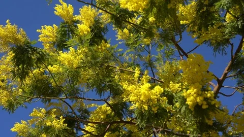 Blooming yellow mimosa tree Stock Footage 124644443